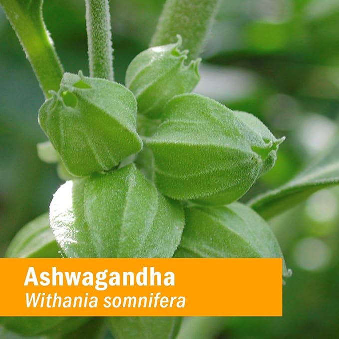 USDA Organic Ashwagandha Supplement for Stress Relief & Calm Energy*: Vegan Adaptogen Drops, Non-GMO Ashwagandha Extract, Alcohol-Free, 4 Oz | Up to 3 Months Supply