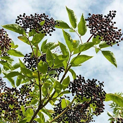 Norm's Farms Black Elderberry Wellness Syrup and Black Elderberry Extract - Natural Immune Support - 2 8 Oz. Containers