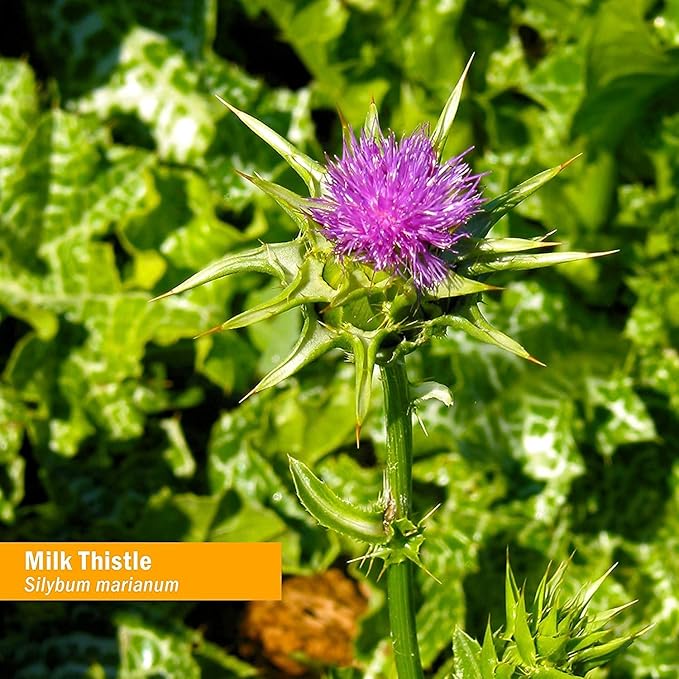 Herb Pharm Milk Thistle Seed Liquid Extract for Liver Function Support - 1 Ounce
